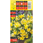 Tulipan Tarda żółty rozmiar 6-7 7 sztuk