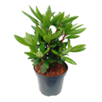 Różanecznik mix C3 doniczka 19 cm wys. 40-60 cm