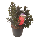 Azalia japońska C2 doniczka 17 cm wys. 30-40 cm