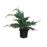 Rośliny iglaste mix C2 doniczka 2 l