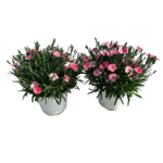 Goździk Peach Party 20 cm doniczka 14 cm