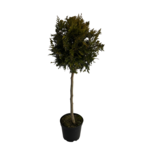 Żywotnik Kórnik na pniu formowany 1 kula C5