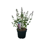 Lilak BLOOMERANG Pink Perfume doniczka 23 cm