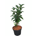 Lilak Meyera seria FLOWERFESTA doniczka 23 cm