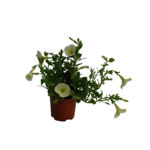 Surfinia 25 cm doniczka 10,5 cm