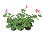 Pelargonia bluszczolistna 6-pak 25 cm doniczka 9 cm