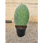 Opuncja figowa doniczka 17 cm