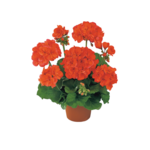 Pelargonia rabatowa XL 25 cm doniczka 10,5 cm