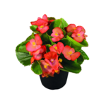 Begonia semperflorens wys. 25 cm doniczka 10,5 cm