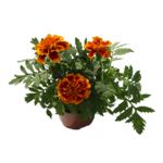 Aksamitka wzniosła 25 cm doniczka 10,5 cm mix