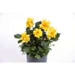Begonia bulwiasta wys. 25 cm doniczka 10,5 cm