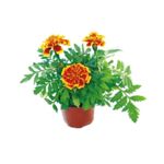 Aksamitka rozpierzchła 25 cm doniczka 9 cm 6 sztuk