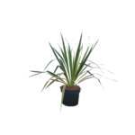 Jukka karolińska doniczka 4 l mix