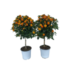 Lantana 65 cm doniczka 17 cm