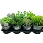 Zioła 30 cm doniczka 14 cm mix