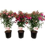 Fuksja na pniu 75 cm doniczka 19 cm mix