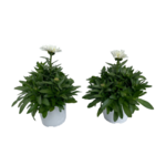 Złocień 35 cm doniczka 14 cm mix