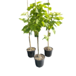 Surmia bignoniowata 100 - 140 cm doniczka 26 cm mix