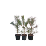 Sosna czarna doniczka 18 cm