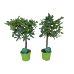 Figowiec 70 cm doniczka 19 cm