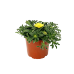 Plechotka 30 cm doniczka 14 cm mix