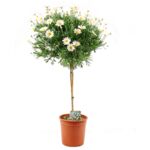 Margaretka na pniu 80 cm doniczka 18 cm