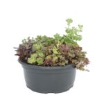 Kompozycja roślin skalnych w misce doniczka 17 cm