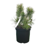 Sosna górska odmiana niska doniczka 26 cm