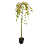 Wierzba iwa Pendula doniczka 23 cm