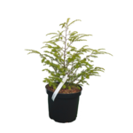 Choina kanadyjska doniczka 18 cm