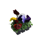 Bratek miniaturowy 6-pak 15 cm doniczka 6 cm mix