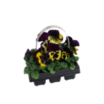 Bratek wielkokwiatowy 6-pak 15 cm doniczka 9 cm mix