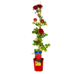 Róża kanadyjska 90 cm doniczka 2 l