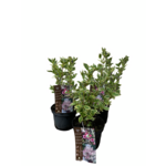 Krzewuszka cudowna 30-40 cm doniczka 21 cm mix