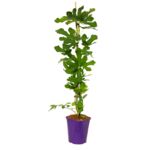 Figowiec 90 cm doniczka 2 l