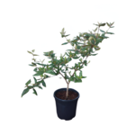 Kalina Burkwooda 40-60 cm doniczka 24 cm
