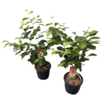 Oczar pośredni 40-60 cm doniczka 21 cm