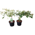 Dereń pagodowy / skrętnolistny 40-60 cm doniczka 28 cm