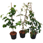 Dereń kousa 40-60 cm doniczka 28 cm mix