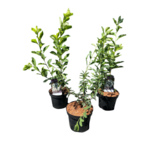 Obiela wielkokwiatowa 40-60 cm doniczka 28 cm mix