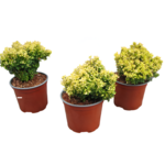 Berberys mix odmian karłowych doniczka 21 cm