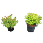 Tawuła japońska 20-30 cm doniczka 19 cm mix