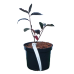 Aronia czerwona Brilliant 30 - 40 cm doniczka 18 cm