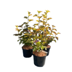 Pęcherznica kalinolistna doniczka 23 cm mix