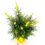 Żarnowiec 30 cm doniczka 14 cm