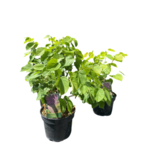 Judaszowiec kanadyjski Merlot doniczka 23 cm