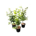 Klon czerwony Red Sunset 140-180 cm