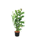 Magnolia Vulcan doniczka 23 cm