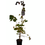 Leszczyna pospolita Purple Umbrella doniczka 23 cm
