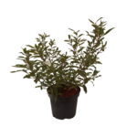Wierzba mix C2 20-40 cm